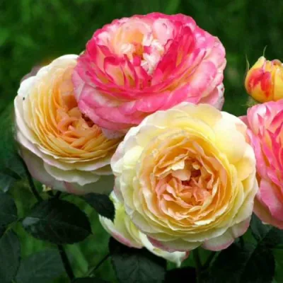 Роза РОЗОМАН ЖАНОН шраб в Костроме