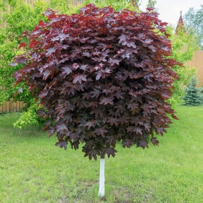 Клен красный в Костроме