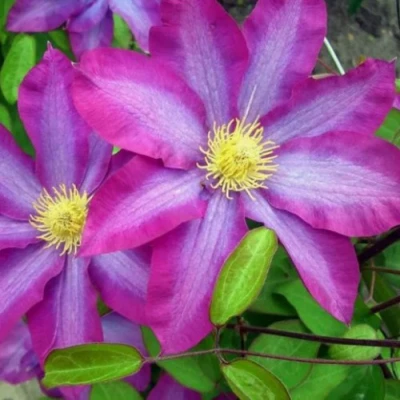 Клематис КАКИО в Костроме