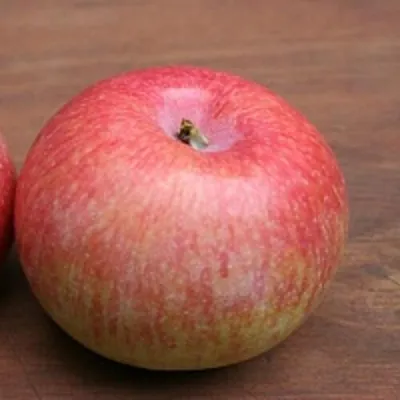 Яблоня КОНФЕТНОЕ в Костроме