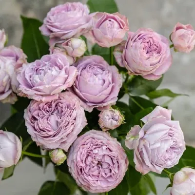 Роза ЛАВАНДЕР БАБЛС спрей в Костроме