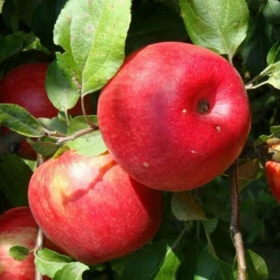 Яблоня ВАЛЕРИЯ в Костроме