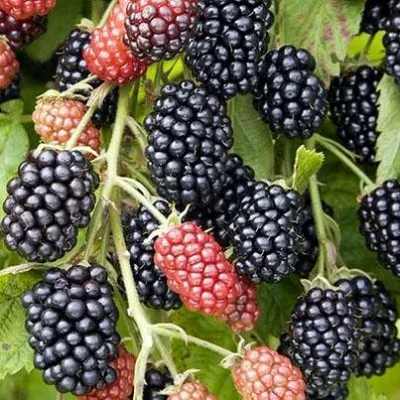 Ежевика НАВАХО бесшипная в Костроме