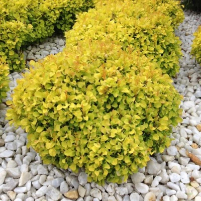 Барбарис БОНАНЗА ГОЛД тунберга в Костроме