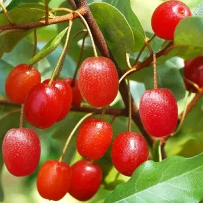 ГУМИ (ЛОХ МНОГОЦВЕТКОВЫЙ) в Костроме