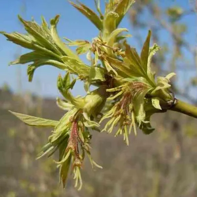 Клен ясенелистный в Костроме
