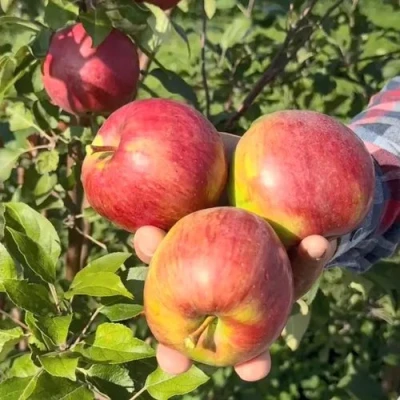 Яблоня ПОСПЕХ в Костроме