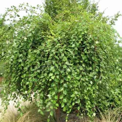 Береза САММЕР КАСКАД черная в Костроме