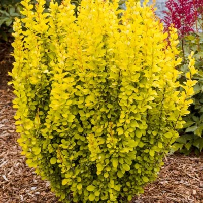 Барбарис ГОЛДЕН ТОРЧ тунберга в Костроме