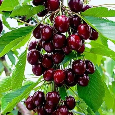 Черешня ОЛЕНЬКА в Костроме