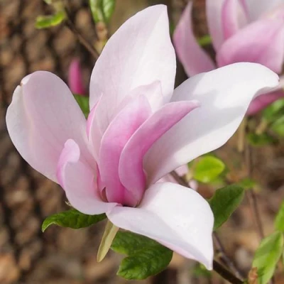 Магнолия БЕТТИ в Костроме