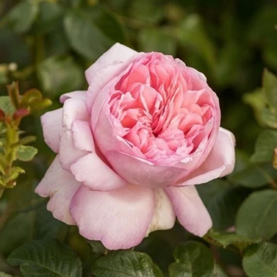 саженцы роз мауриция