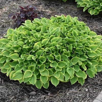 Хоста ГОЛДЕН ТИАРА в Костроме