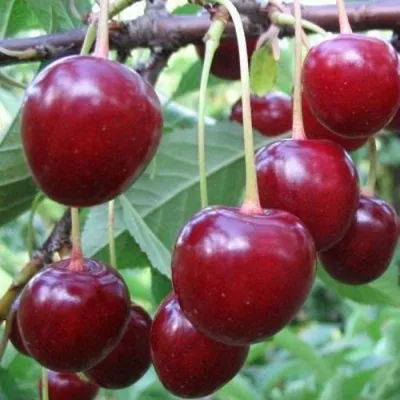 Вишня ТУРГЕНЕВКА в Костроме