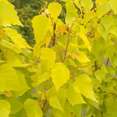 Берёза ГОЛДЕН ОБЕЛИСК повислая  в Костроме