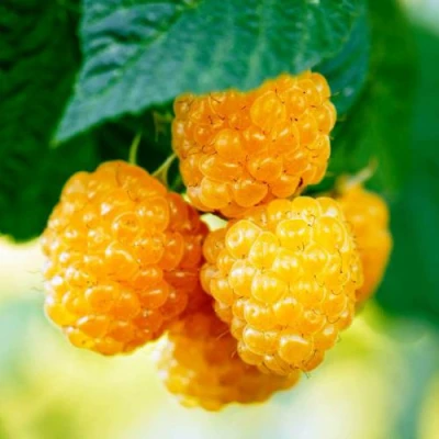 Малина МЕДОВАЯ в Костроме