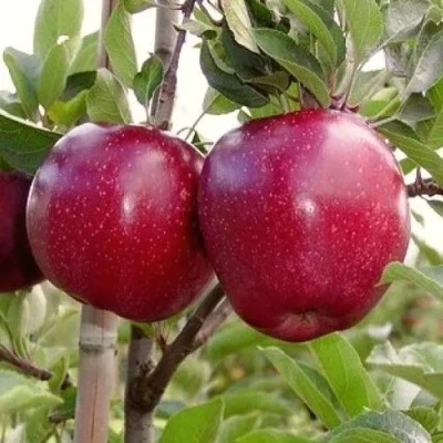 Яблоня РЕД ПРИНЦ в Костроме