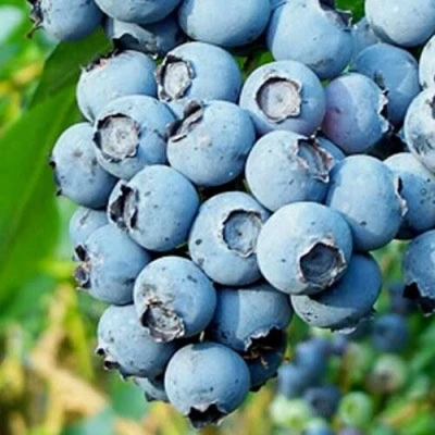 Голубика БРИГИТТА БЛЮ в Костроме