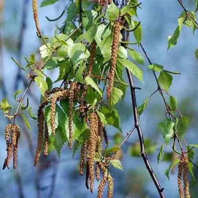 Береза повислая в Костроме