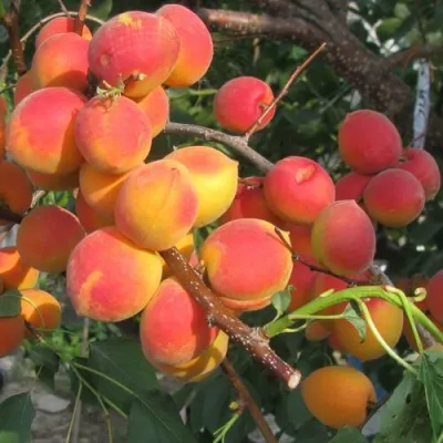 Абрикос РУБИН в Костроме