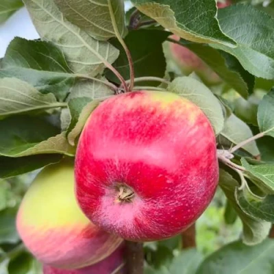 Яблоня АРБАТ колонновидная в Костроме