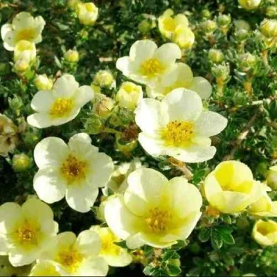 Лапчатка КЛОНДАЙК кустарниковая в Костроме