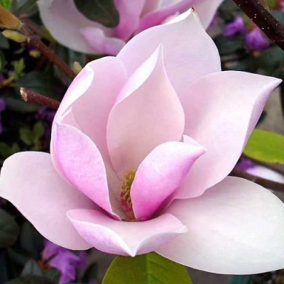 Магнолия АЛЕКСАНДРИНА  в Костроме