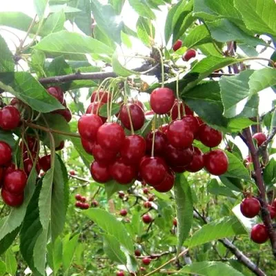 Вишня ТУРГЕНЕВКА в Костроме