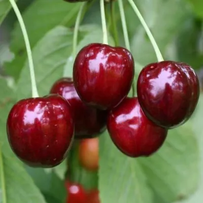 Черешня ВАЛЕРИЙ ЧКАЛОВ в Костроме