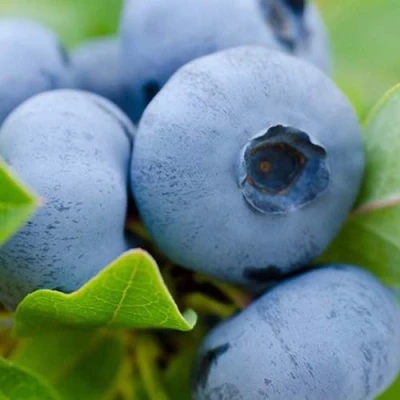 Голубика Герберт