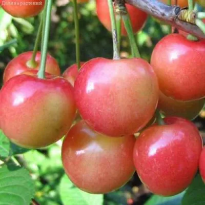 Черешня ЮЛИЯ в Костроме