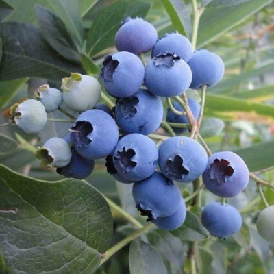 Голубика ЛЕГАЦИЯ в Костроме