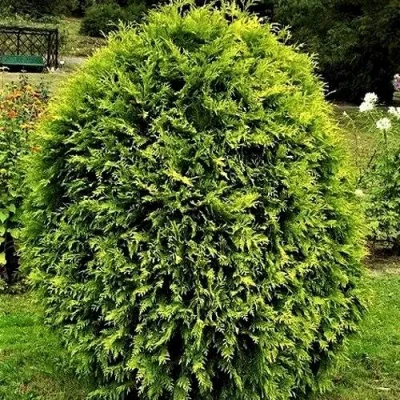 Туя ТИП ТОП западная в Костроме