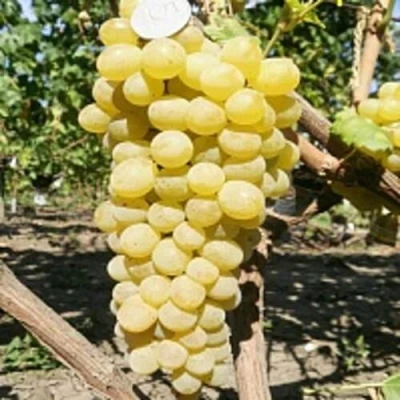 Виноград КИШМИШ ЗОЛОТЦЕ в Костроме
