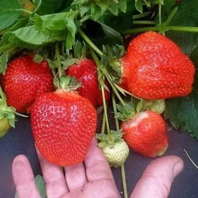 Клубника АЗИЯ в Костроме