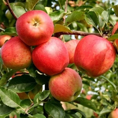 Яблоня ГАЛА МАСТ в Костроме