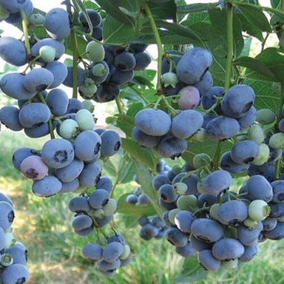 Голубика ЛИБЕРТИ в Костроме