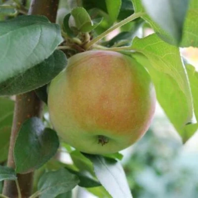 Яблоня ПОДСНЕЖНИК стелющаяся в Костроме