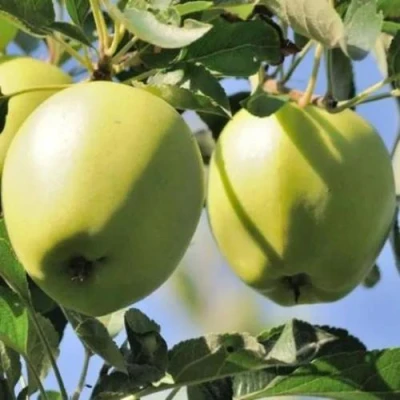 Яблоня САХАРНАЯ в Костроме