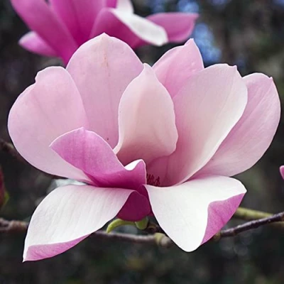 Магнолия РИККИ в Костроме