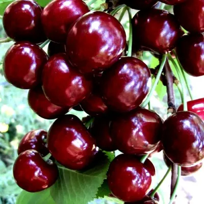 Черешня ОЛЕНЬКА в Костроме