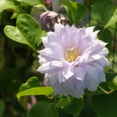 Клематис БЕЛЬ ОФ ВОРКИНГ в Костроме