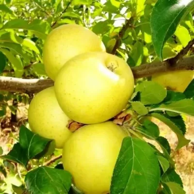 Яблоня ГОЛДЕН ДЕЛИШЕС в Костроме