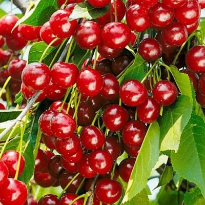 Вишня БРУСНИЦЫНА степная в Костроме