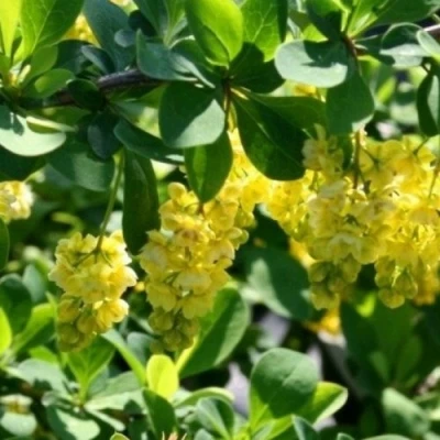 Барбарис ИНДИАН САММЕР  в Костроме