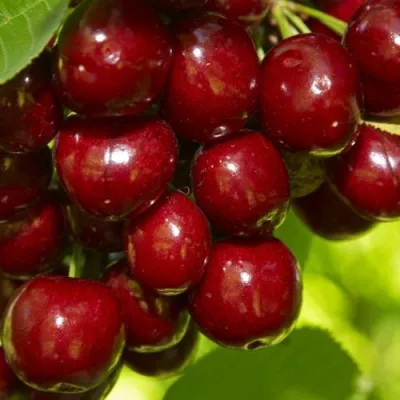 Черешня ВАЛЕРИЙ ЧКАЛОВ в Костроме