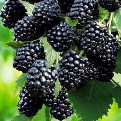 Ежевика АПАЧИ бесшипная  в Костроме