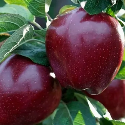 Яблоня РЕД ЧИФ в Костроме