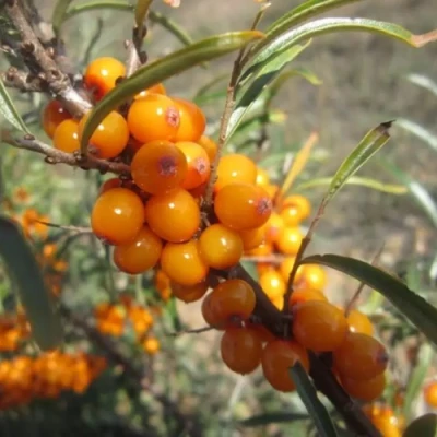 Облепиха СУДАРУШКА в Костроме