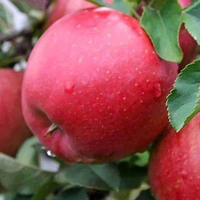 Яблоня ЧЕМПИОН в Костроме